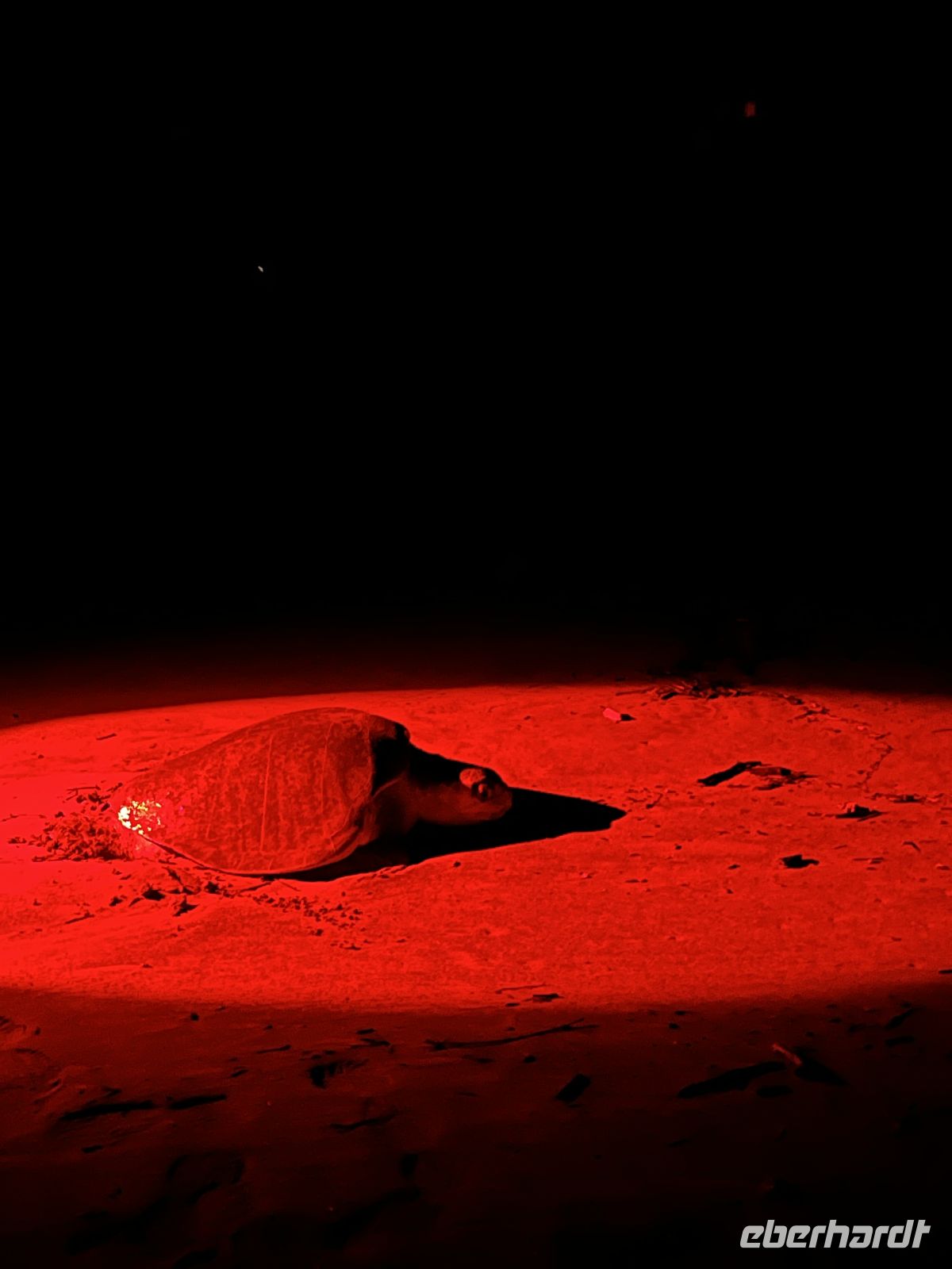 Junge Oliv-Bastardschildkröte