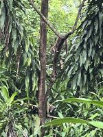 Nasenbären am Hotel