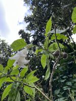 Engelstrompete und Luftkartoffeln