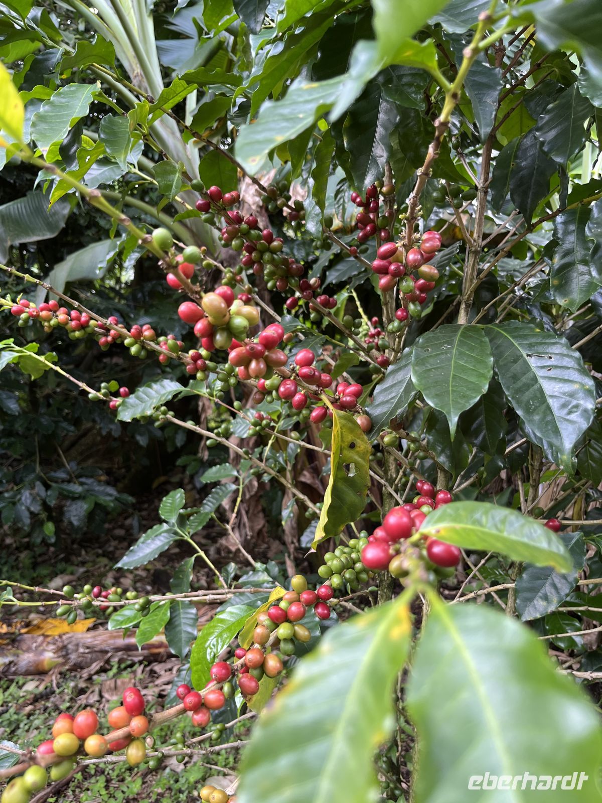 Kaffeepflanze