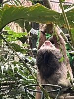 Faultier in der Auffangstation