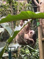 Faultier in der Auffangstation