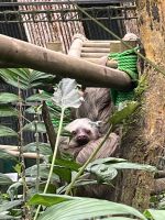 Faultier in der Auffangstation