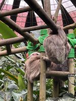 Faultiere in der Auffangstation