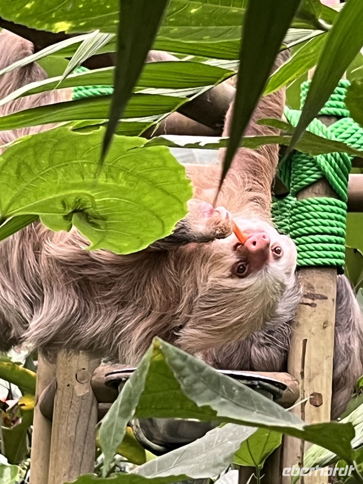 Faultier in der Auffangstation