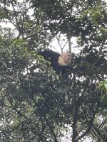 Kapuzineräffchen in Hotelnähe