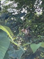Totenkopfäffchen in Manuel Antonio