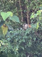 Totenkopfäffchen in Manuel Antonio