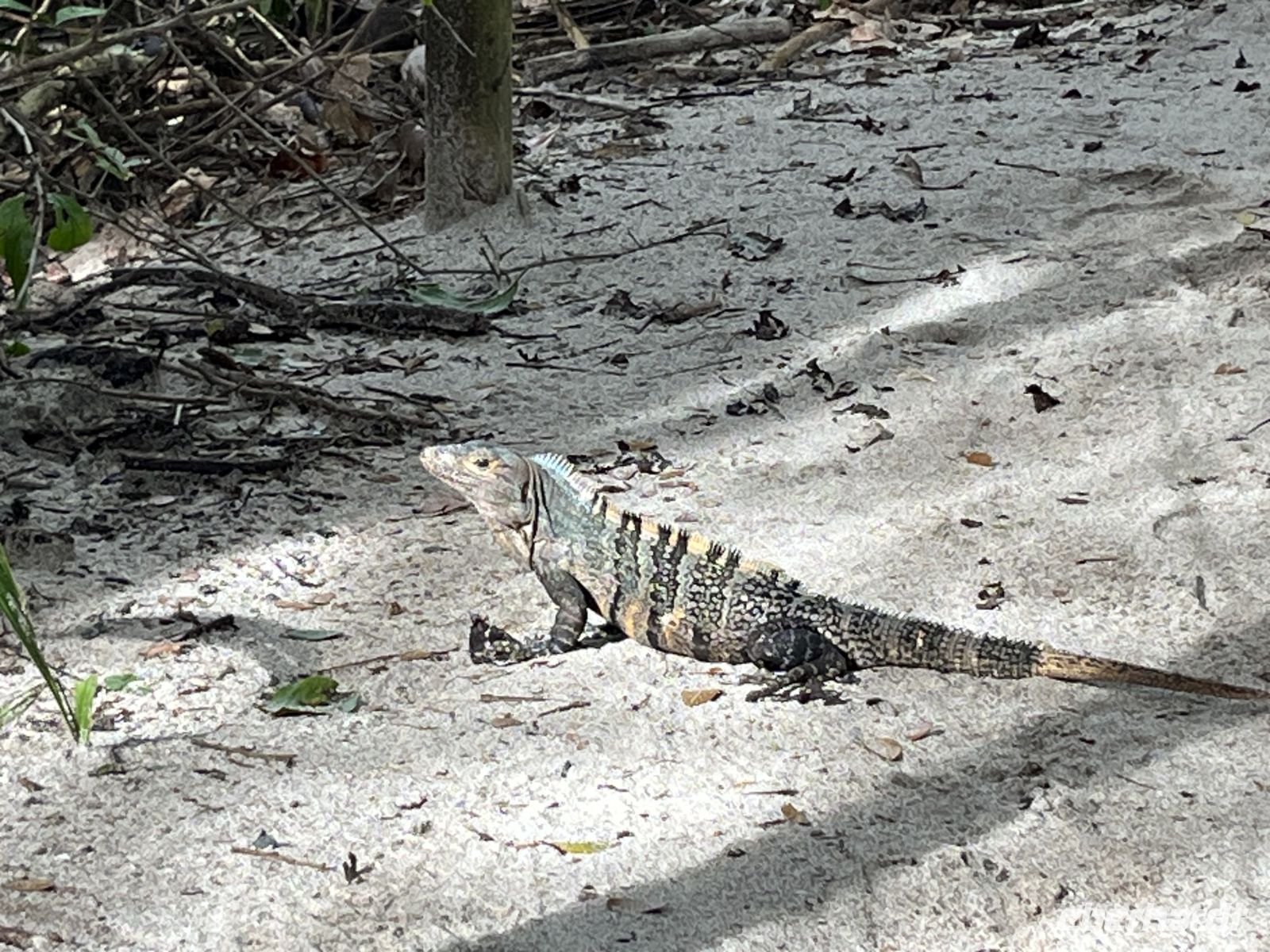 Leguan im Nationalpark Manuel Antonio