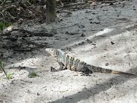 Leguan im Nationalpark Manuel Antonio