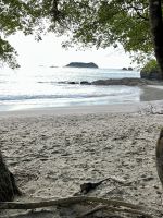 Leguan im Nationalpark Manuel Antonio