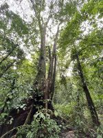 im Corcovado-Nationalpark