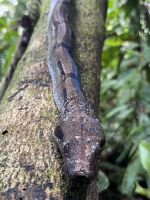 Boa - nicht giftig, aber anderweitig gefährlich