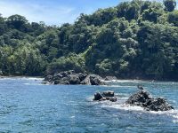 Pelikan vor der Küste 