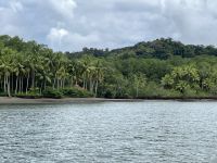 Sierpe Fluss und Mangroven