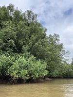 Bootsfahrt durch die Mangroven