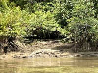 Krokodil Sierpe Fluss