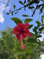 Hibiskusblüte