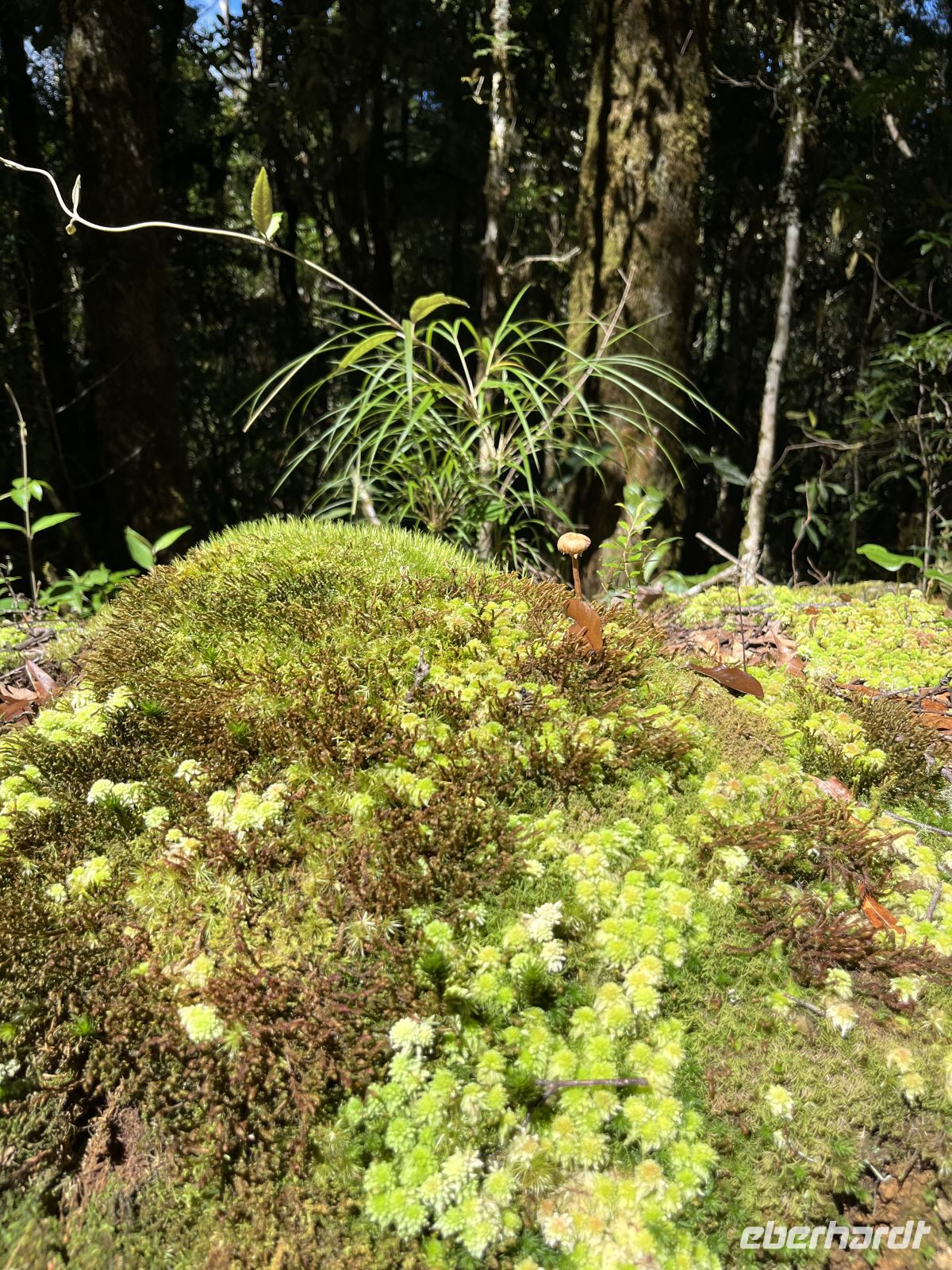 Wanderung Savegre Tal