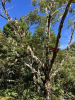 Flechten und Bromelien