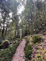Wanderung im Berg-Eichenwald