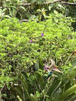 Feathers - Beobachtungsstation