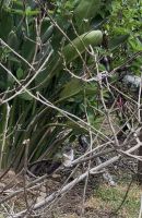 Feathers - Beobachtungsstation 