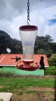 243 – Costa Rica, La Georgina, Kolibri