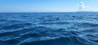 244 Delphine beim Fischfang