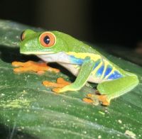 21 Rotaugenlaubfrosch &ndash; &copy; Susanne Schirmann (Eberhardt TRAVEL)
