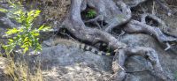 50 Iguana &ndash; &copy; Susanne Schirmann (Eberhardt TRAVEL)