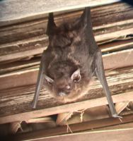 73 Fledermaus in der Ruhephase &ndash; &copy; Susanne Schirmann (Eberhardt TRAVEL)