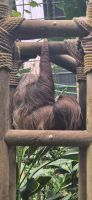 104 Zweifingerfaultier in Auffangstation &ndash; &copy; Susanne Schirmann (Eberhardt TRAVEL)