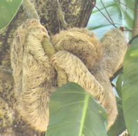 116 Faultierjungtier schlafend im Baum &ndash; &copy; Susanne Schirmann (Eberhardt TRAVEL)