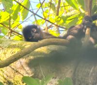 149 Klammeraffe &ndash; &copy; Susanne Schirmann (Eberhardt TRAVEL)