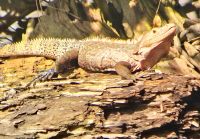 151 Iguana &ndash; &copy; Susanne Schirmann (Eberhardt TRAVEL)