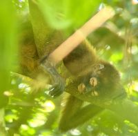 155 Siesta bei den Klammeraffen &ndash; &copy; Susanne Schirmann (Eberhardt TRAVEL)