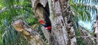 176 Ara Pärchen in der Nisthöhle &ndash; &copy; Susanne Schirmann (Eberhardt TRAVEL)