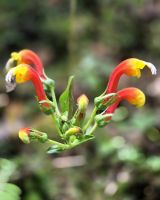 201 herrliche Natur im Savegre Tal &ndash; &copy; Susanne Schirmann (Eberhardt TRAVEL)