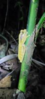 25 Abendliche Froschtour