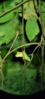25 Rotaugenlaubfrosch