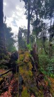 253 – Costa Rica, San Gerardo de Dota, Wanderung