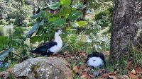261 – Costa Rica, San Gerardo de Dota, Wanderung