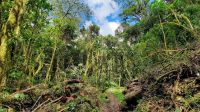 263 – Costa Rica, San Gerardo de Dota, Wanderung