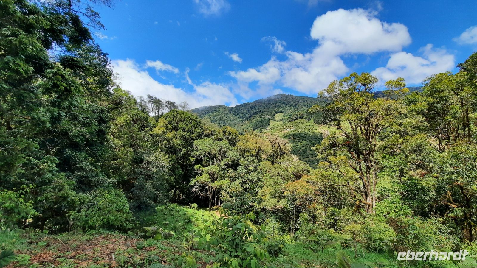 267 – Costa Rica, San Gerardo de Dota, Wanderung
