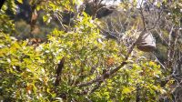 269 – Costa Rica, San Gerardo de Dota, Wanderung, Hornissennest