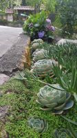 277 – Costa Rica, San Gerardo de Dota, Sukkulenten
