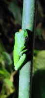 29 Rotaugenlaubfrosch