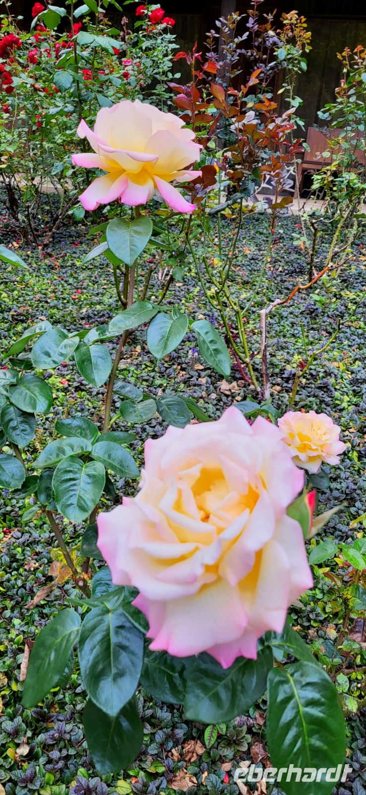 296 herrliche Rosen