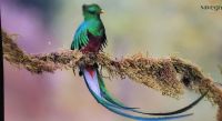 299 der berühmte Quetzal
